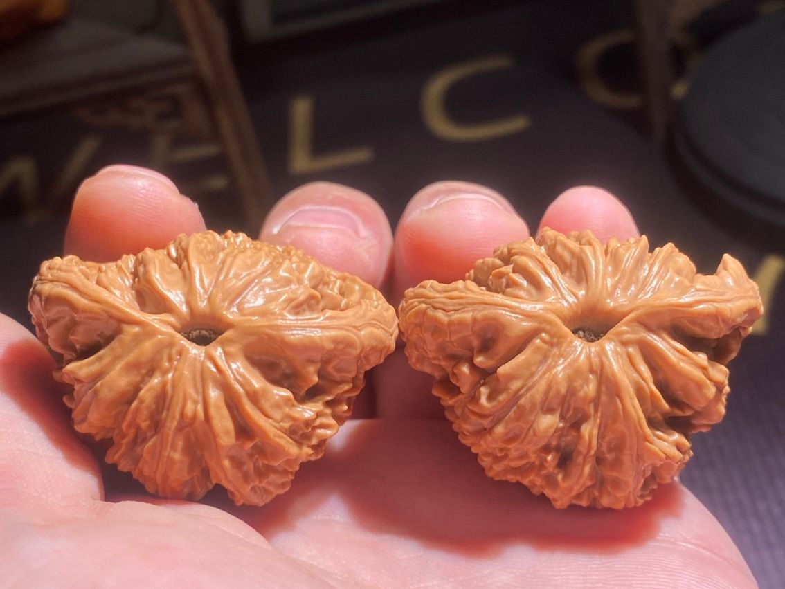 麥穗虎頭出品，聚寶盆