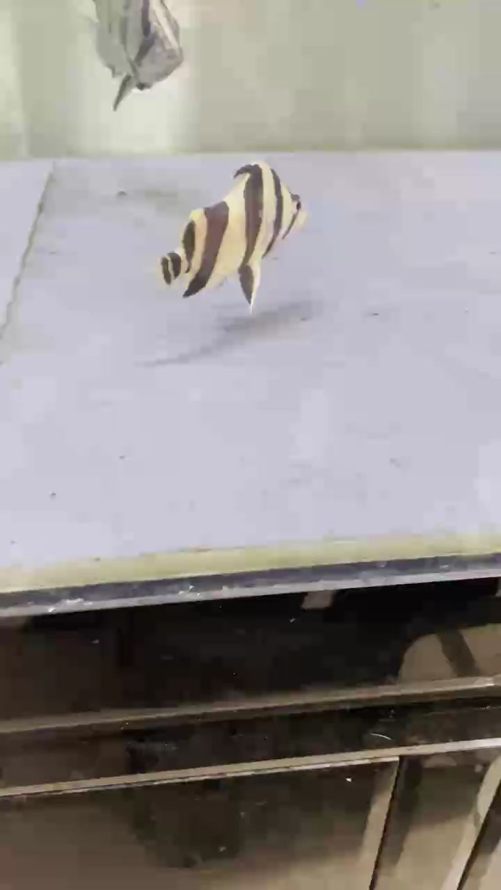 獨(dú)角虎11-12分 獨(dú)角虎11-12分 龍魚(yú)論壇