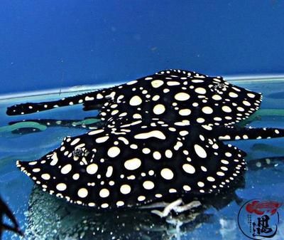 魟魚黑金一對(duì)多少錢 魟魚黑金一對(duì)多少錢 魟魚百科 第2張