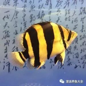 虎魚變色是怎么回事：虎魚變色是一個多因素的過程，虎魚變色是怎么回事 虎魚變色是怎么回事：虎魚變色是一個多因素的過程，虎魚變色是怎么回事 虎魚百科 第3張