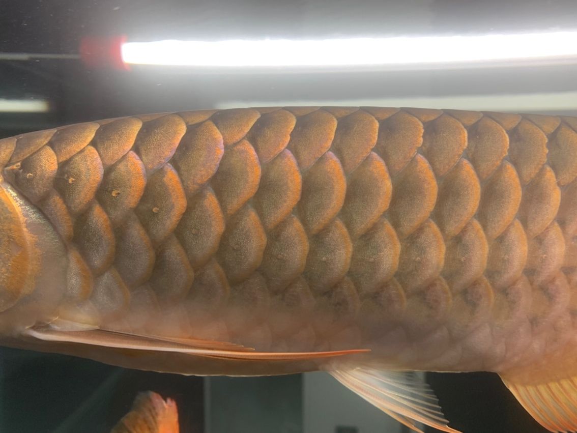 上燈