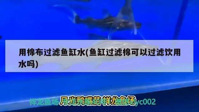 用棉布過濾魚缸水(魚缸過濾棉可以過濾飲用水嗎) 用棉布過濾魚缸水(魚缸過濾棉可以過濾飲用水嗎) 金龍魚百科