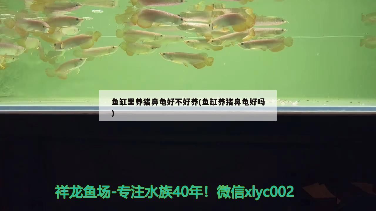 魚缸里養(yǎng)豬鼻龜好不好養(yǎng)(魚缸養(yǎng)豬鼻龜好嗎)