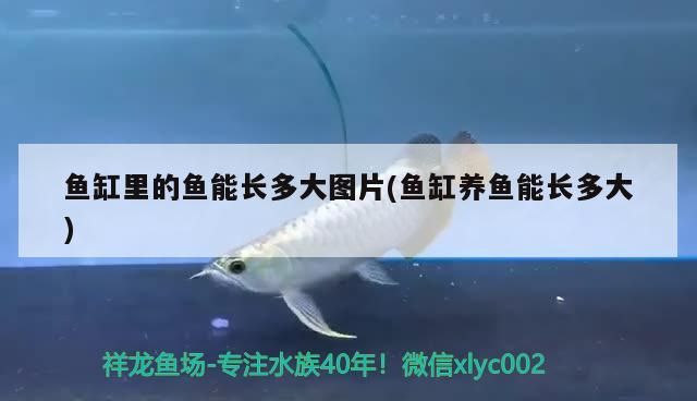 魚缸里的魚能長(zhǎng)多大圖片(魚缸養(yǎng)魚能長(zhǎng)多大) 魚缸里的魚能長(zhǎng)多大圖片(魚缸養(yǎng)魚能長(zhǎng)多大) 金龍魚百科