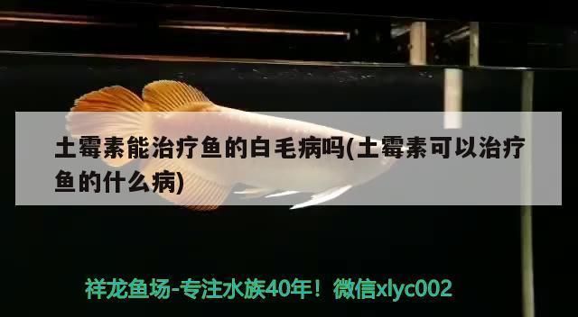 龍魚水霉病最好的治療方法土霉素vs祥龍魚場：祥龍魚場專用藥劑介紹