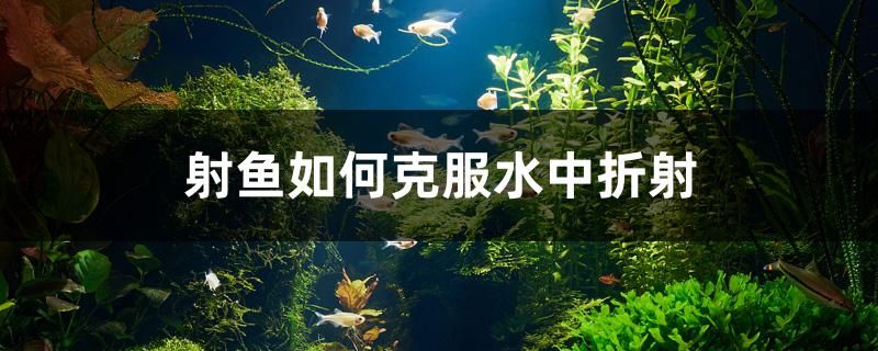 我的虎魚真菌感染了要怎么處理 射魚如何克服水中折射 黃金貓魚百科 射魚如何克服水中折射 射魚如何克服水中折射 黃金貓魚百科