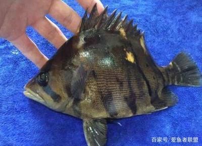 各種虎魚的區別