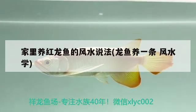 紅龍魚風水學說法：紅龍魚在風水學中的作用