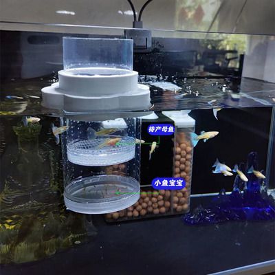 60魚缸適合養什么魚水不會臟：60厘米魚缸適合養什么魚 60魚缸適合養什么魚水不會臟：60厘米魚缸適合養什么魚 魚缸百科 第3張