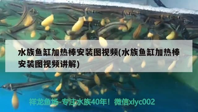 水族魚缸加熱棒安裝圖視頻(水族魚缸加熱棒安裝圖視頻講解) 水族魚缸加熱棒安裝圖視頻(水族魚缸加熱棒安裝圖視頻講解) 金龍魚百科