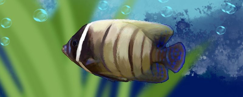 六間神仙魚好養嗎怎么養 黃金貓魚百科 第1張 六間神仙魚好養嗎怎么養 六間神仙魚好養嗎怎么養 黃金貓魚百科 第1張