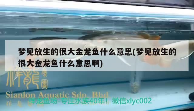 夢見放生的很大金龍魚什么意思(夢見放生的很大金龍魚什么意思啊)