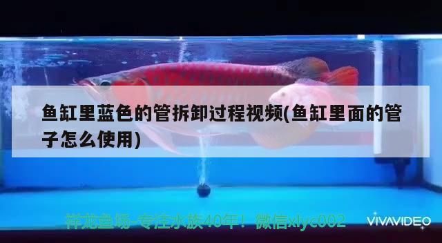 魚缸里藍色的管拆卸過程視頻(魚缸里面的管子怎么使用) 魚缸里藍色的管拆卸過程視頻(魚缸里面的管子怎么使用) iwish愛唯希品牌魚缸