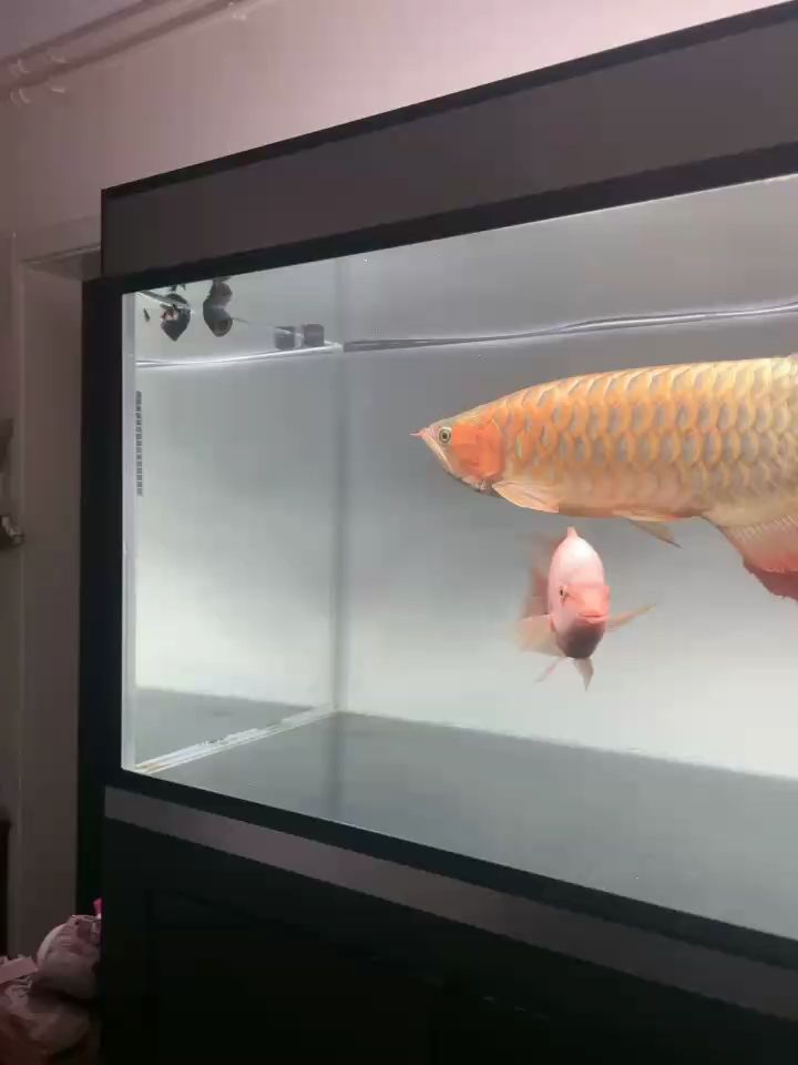 吃飽了對小魚也沒太大興趣了