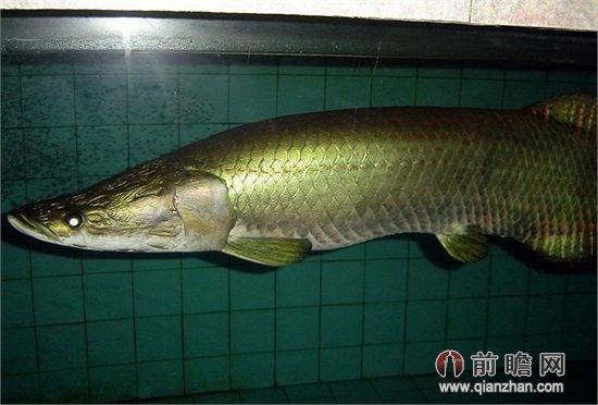 紅龍魚增色飼料怎么配制？，紅龍魚吃什么上色飼料怎么配制的紅龍魚增色飼料配方