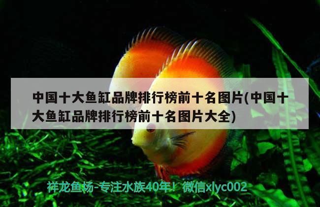 中國十大魚缸品牌排行榜前十名圖片(中國十大魚缸品牌排行榜前十名圖片大全)