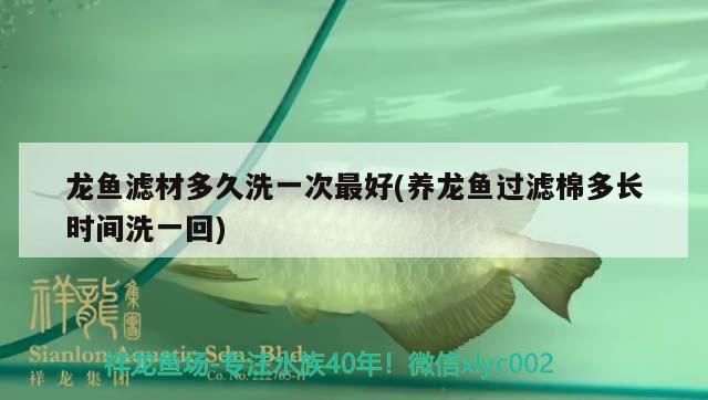 龍魚濾材多久洗一次最好(養龍魚過濾棉多長時間洗一回)