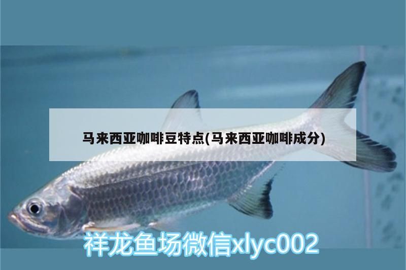 馬來西亞咖啡豆特點(馬來西亞咖啡成分)