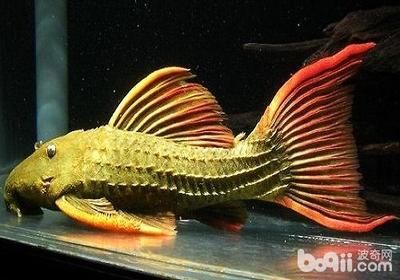 80長的魚缸高度大約多少：80長的魚缸在尺寸選擇和高度設置上的一些建議