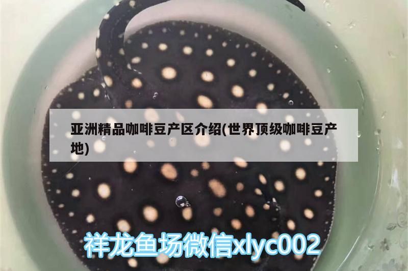 亞洲精品咖啡豆產區介紹(世界頂級咖啡豆產地)