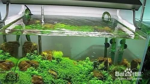 濟寧哪里有定做魚缸的店鋪電話（濟寧哪里有定做魚缸的店鋪電話號碼）