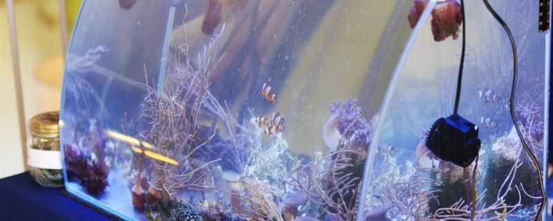 龍魚變白了怎么回事啊vs祥龍魚場：雷龍魚變白了怎么回事 龍魚變白了怎么回事啊vs祥龍魚場：雷龍魚變白了怎么回事 vs祥龍魚場 第4張
