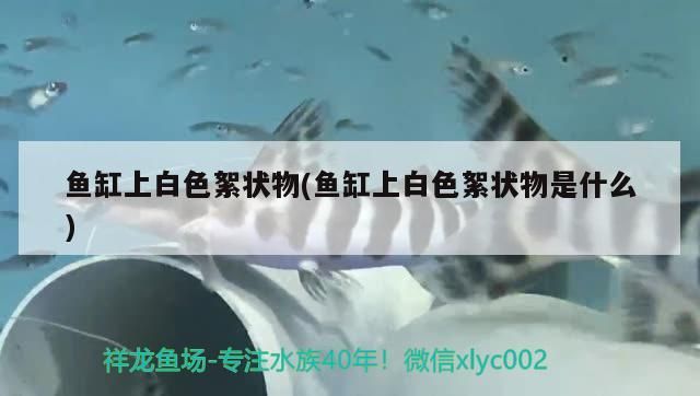 魚(yú)缸上白色絮狀物(魚(yú)缸上白色絮狀物是什么)
