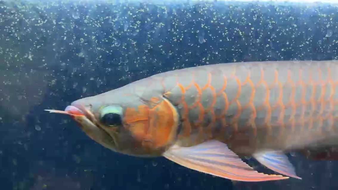 魚缸用增氧泵價格是多少:魚缸增氧機-xtrac增氧機-xtrac增氧機 1歲了 龍魚論壇 1歲了 1歲了 龍魚論壇