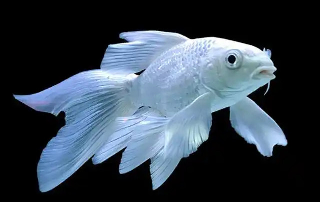 鯉魚，靈動水域的奇幻精靈，獨特