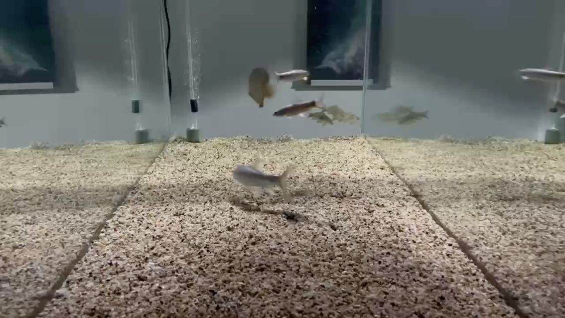 嗨皮起來 嗨皮起來 龍魚論壇