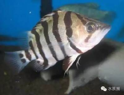 虎魚不吃凍蝦只吃活魚：虎魚不吃凍蝦只吃活食而拒絕凍蝦，有幾種方法可以糾正