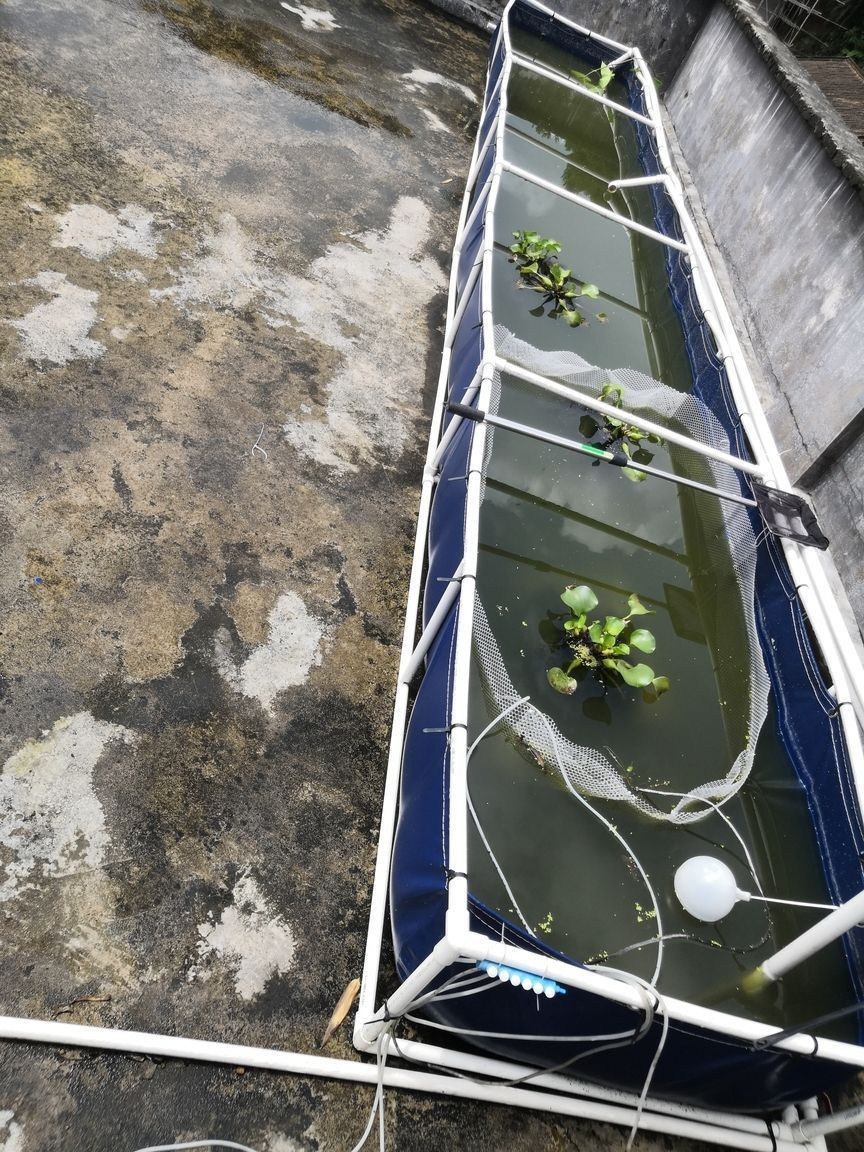 老家魚池金魚圈 老家魚池金魚圈 黃金貓魚百科 第5張