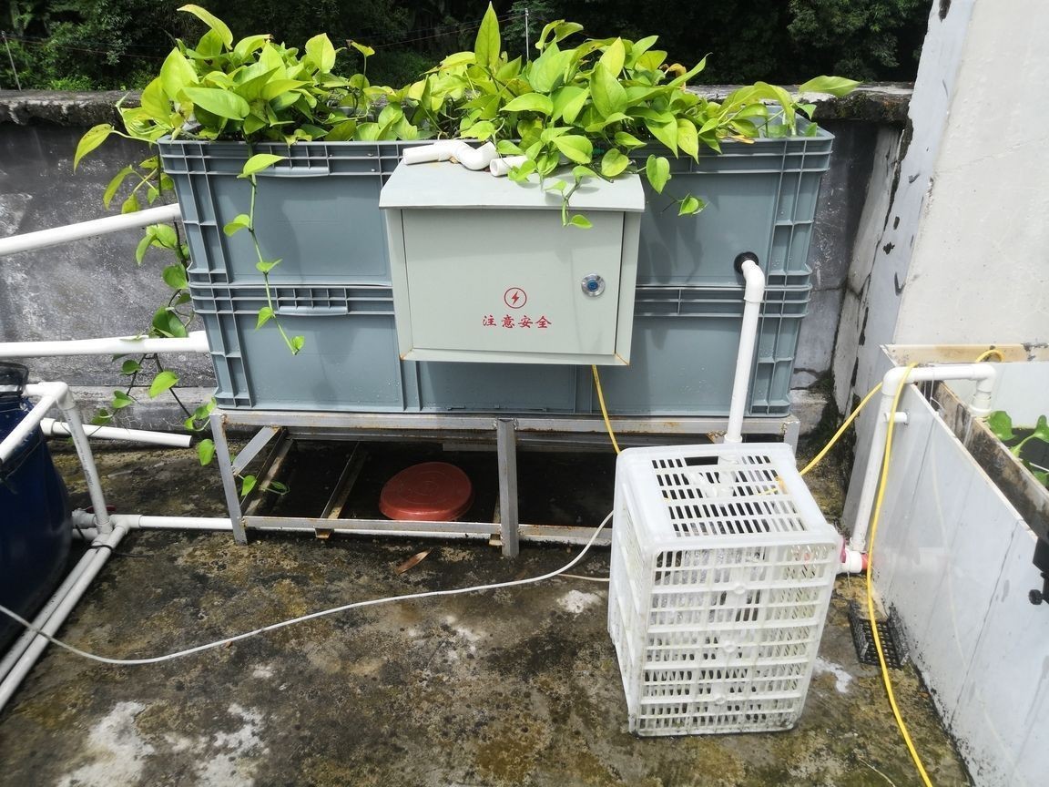 老家魚池金魚圈 老家魚池金魚圈 黃金貓魚百科 第6張