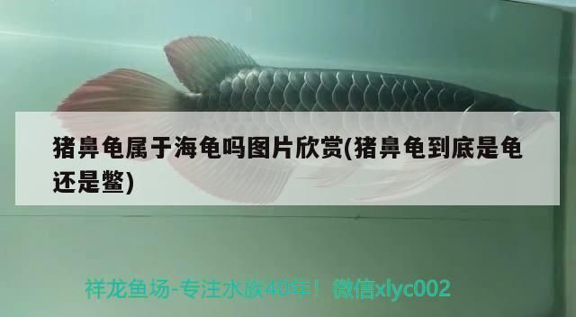 豬鼻龜長的快嗎圖片欣賞大全：豬鼻龜長得快嗎圖片大全