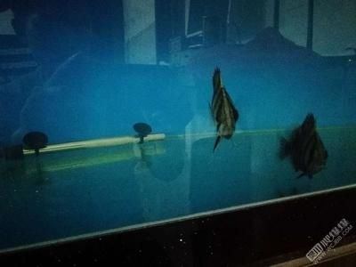 10公分虎魚好養嗎：10公分的虎魚好養嗎