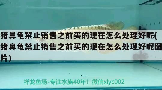 豬鼻龜禁止銷售之前買的現在怎么處理好呢(豬鼻龜禁止銷售之前買的現在怎么處理好呢圖片)