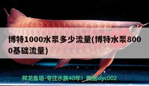 博特1000水泵多少流量(博特水泵8000基礎流量)