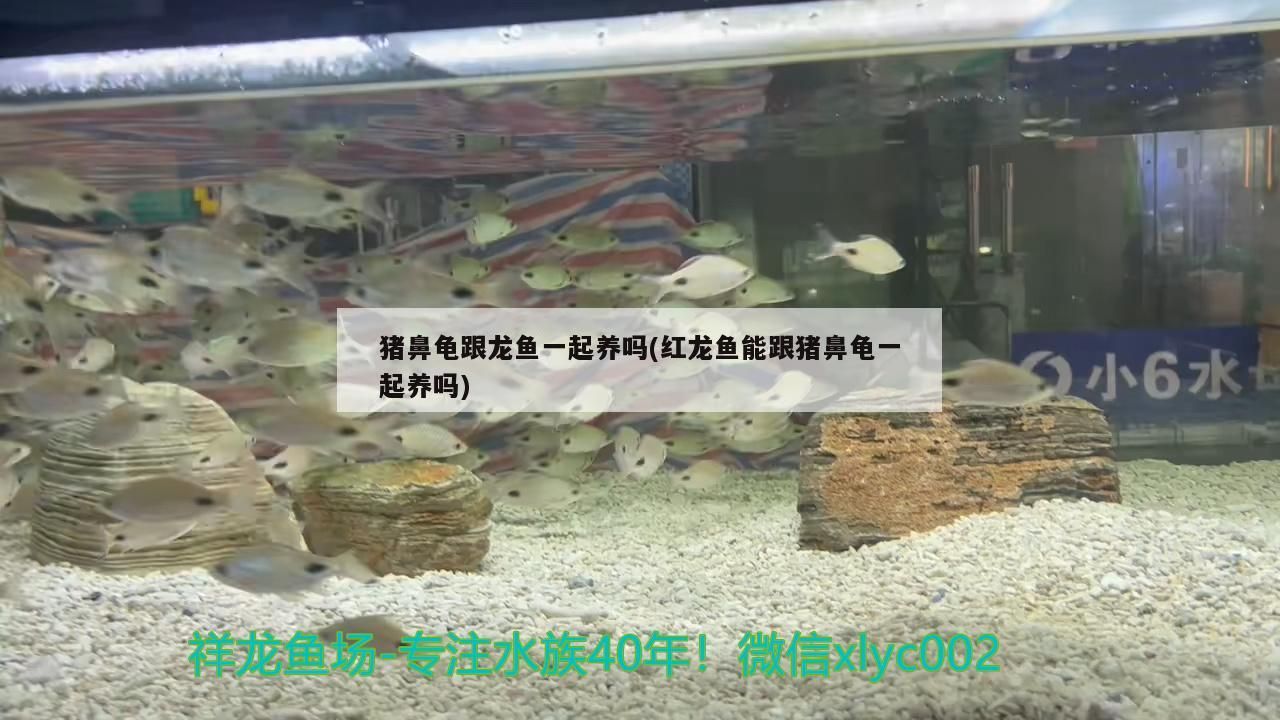 豬鼻龜跟龍魚一起養嗎(紅龍魚能跟豬鼻龜一起養嗎)