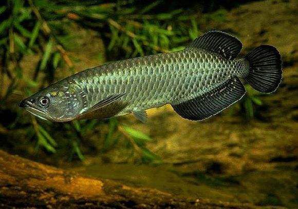 星點金龍魚生活習性研究：星點金龍魚與同種魚共養注意事項星點金龍魚與同種魚共養注意事項