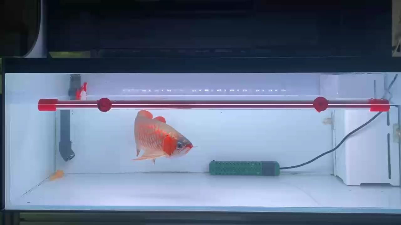 飲茶賞魚