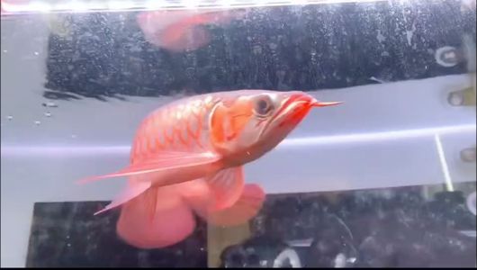 天氣冷了紅起來了