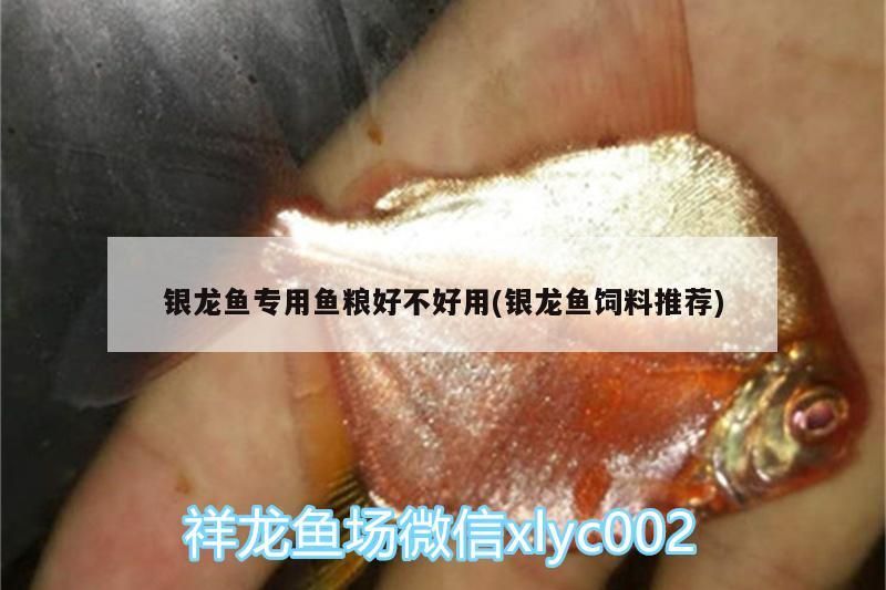 銀龍魚專用魚糧好不好用(銀龍魚飼料推薦)