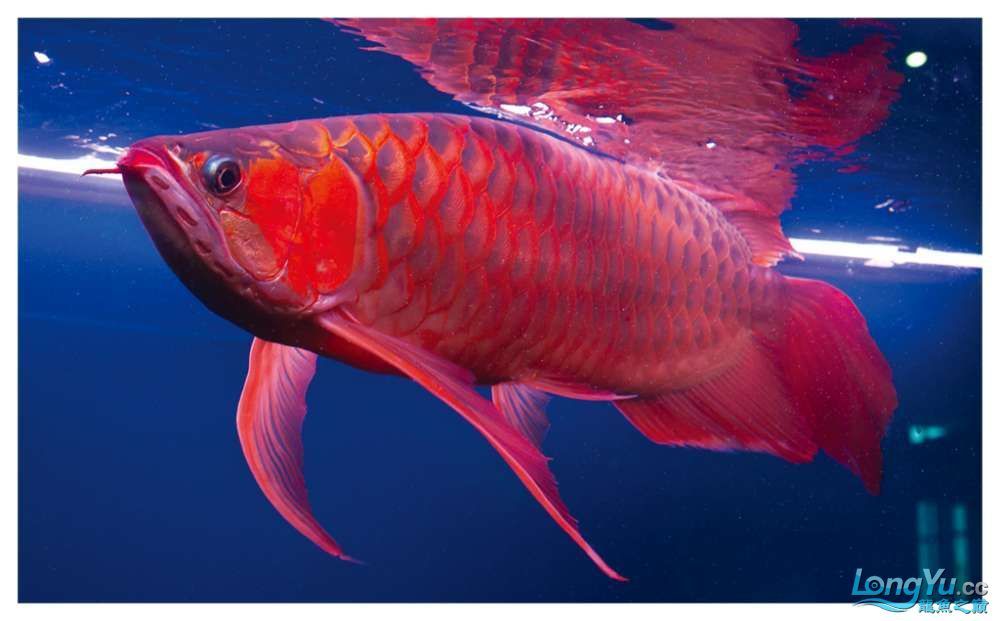印尼鳳凰紅龍魚(yú)：印尼鳳凰紅龍魚(yú)市場(chǎng)價(jià)格