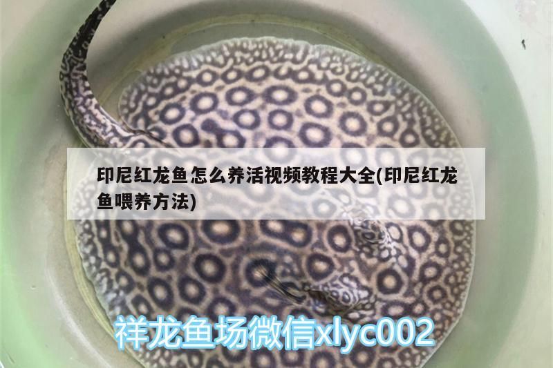 印尼紅龍魚怎么養活視頻教程大全(印尼紅龍魚喂養方法)