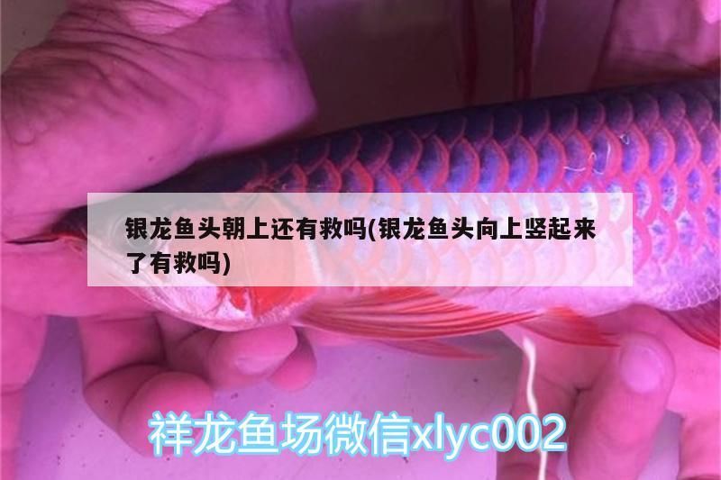 銀龍魚頭朝上還有救嗎(銀龍魚頭向上豎起來了有救嗎)