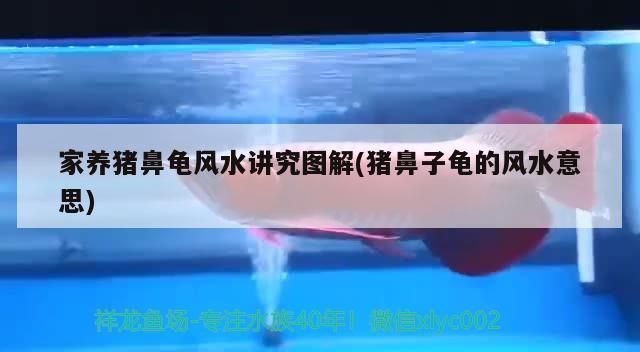 家養豬鼻龜風水講究圖解(豬鼻子龜的風水意思)