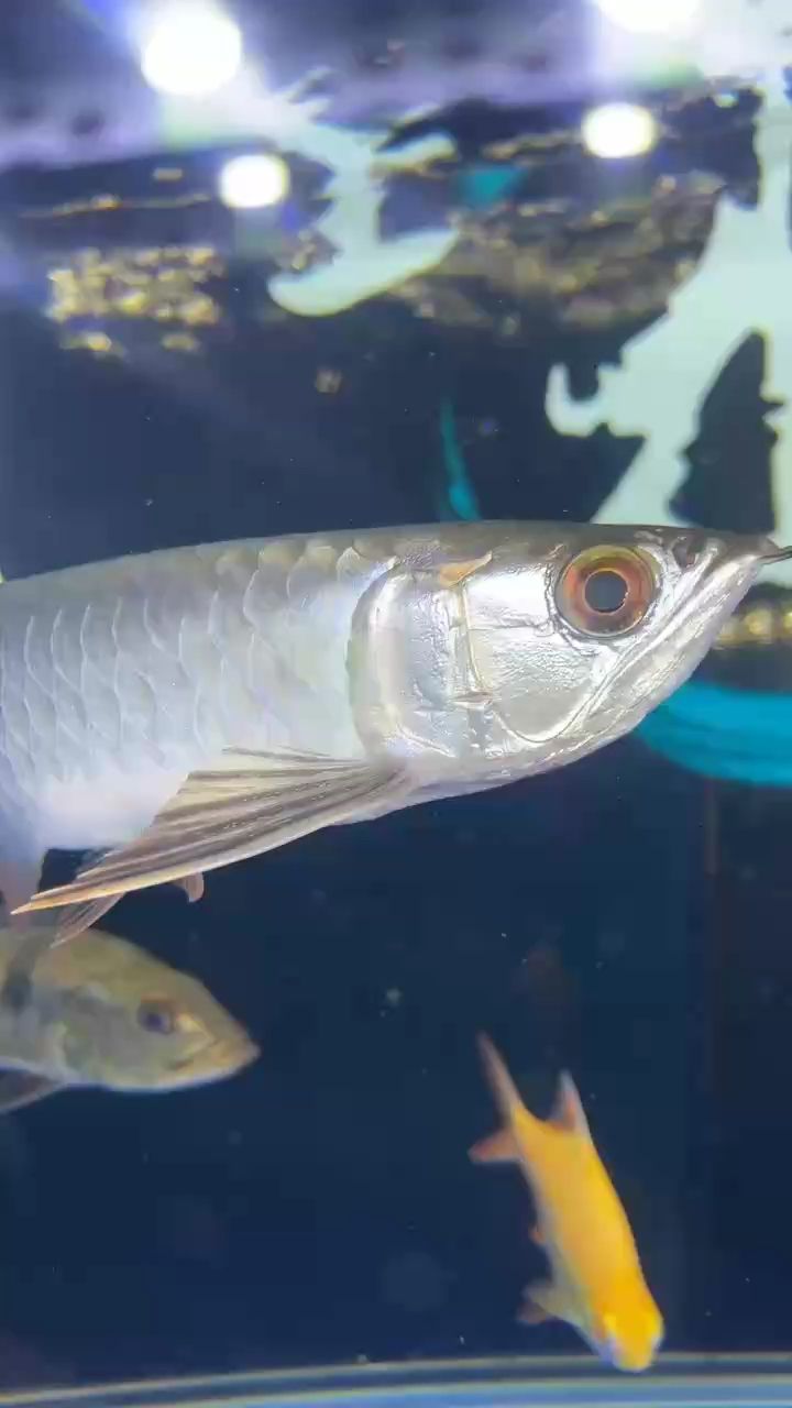 龍魚眼睛是透明的
