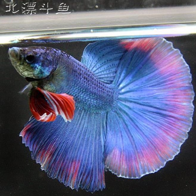 彩蝶魟魚缸：彩蝶魚缸怎么樣？