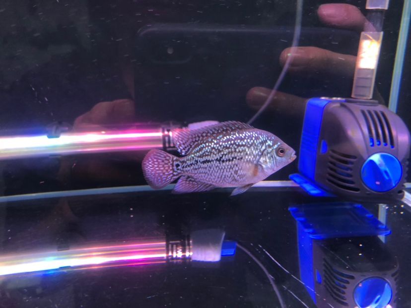 北京魚缸勇創(chuàng)水族口碑好（北京魚缸 勇創(chuàng)水族電話）