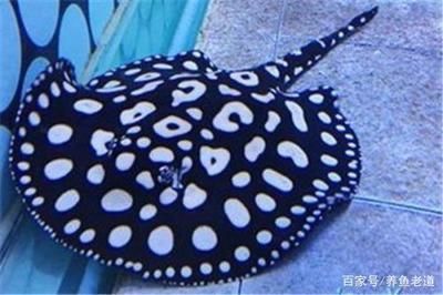 魟魚的刺掉下來還有毒嗎能吃嗎：魟魚的刺掉下來還有毒嗎
